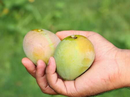 a person holding two mangoes in their hand